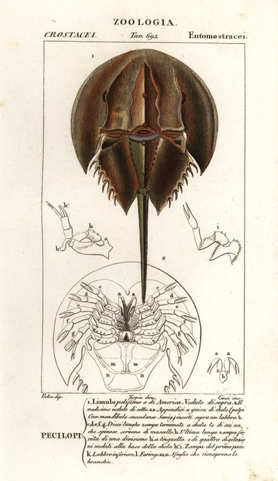 Atlantský krab podkovy, Limulus polyphemus od Corsi Corsi