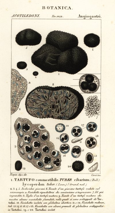 Černý lanýž, Tuber melanosporum (hlíza potravinářská, lanýž jedlý, hlíza Lycoperdon) od Corsi Corsi
