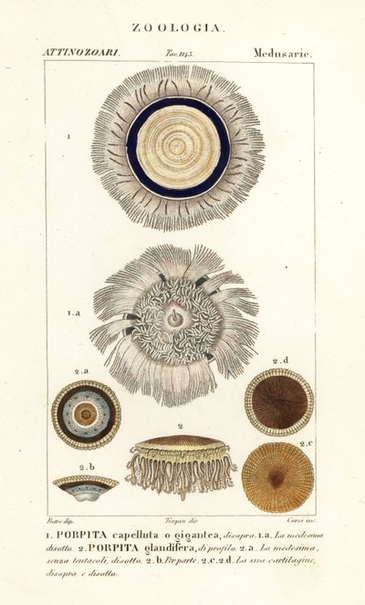 Modrý knoflík, Porpita porpita 1,2 od Corsi Corsi