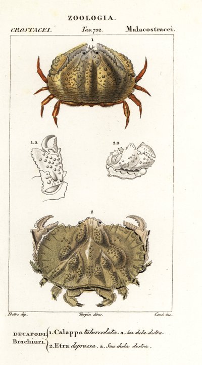 Krab box a krab Aethra od Corsi Corsi