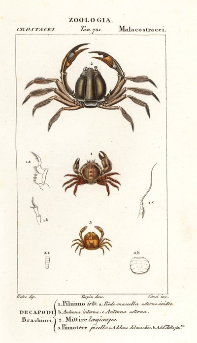 Krab štětinový, Pilumnus hirtellus 1, krab světle modrý, Mictyris longicarpus 2, krab hrachový, Pinnotheres pisum 3 od Corsi Corsi