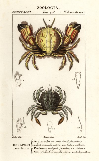 Kruhový krab a plavecký krab od Corsi Corsi