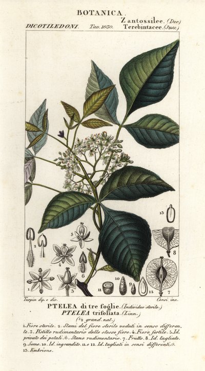 Chmel obecný, Ptelea trifoliata, Ptelea třílistá od Corsi Corsi