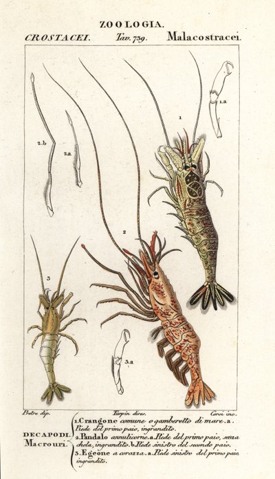 Kreveta obecná, Crangon crangon 1, růžová kreveta, Pandalus montagui 2 a Aegaeon cataphractus 3 od Corsi Corsi