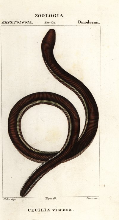 Běžný cecilian žlutopásý, Ichthyophis glutinosus od Corsi Corsi
