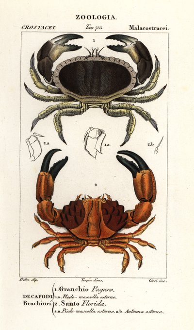 Krab jedlý a krab rýhovaný od Corsi Corsi