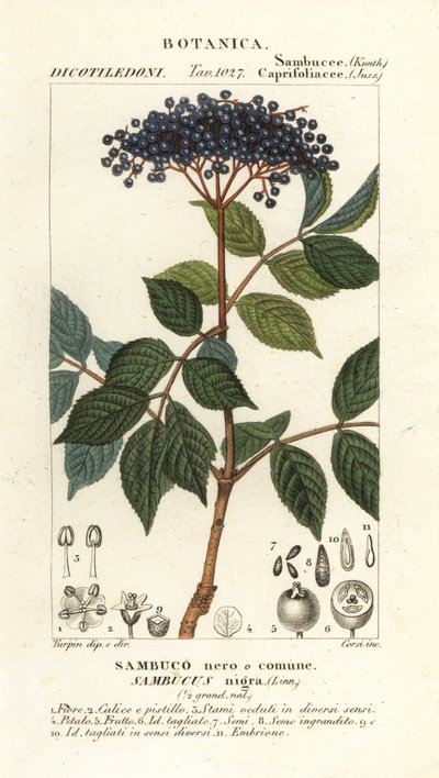 Bez černý evropský, Sambucus nigra, černý nebo obyčejný bez od Corsi Corsi