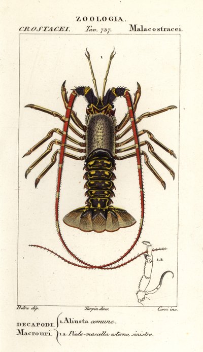 Humr evropský, Palinurus elephas od Corsi Corsi