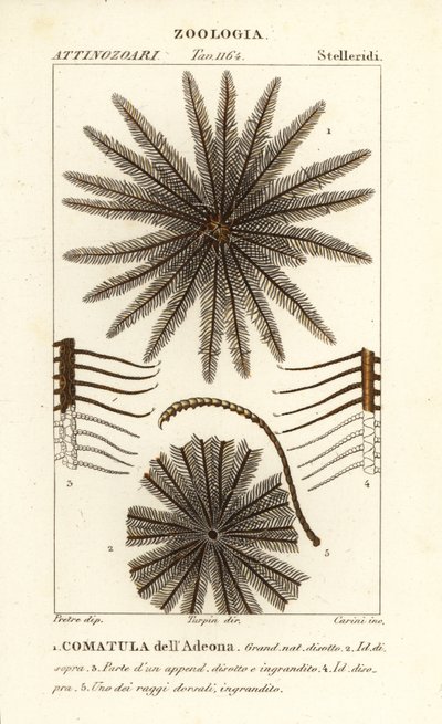 Feather star crinoid, Oligometrides adeonae, Comatula adeonae, Comatula dellAdeona   1402082   cs       czech Successfully Translated  Original: Viterbo Translat: Viterbo 1227531 cs czech Successfully Translated Original: Allegorische voorstelling van de  od Corsi Corsi