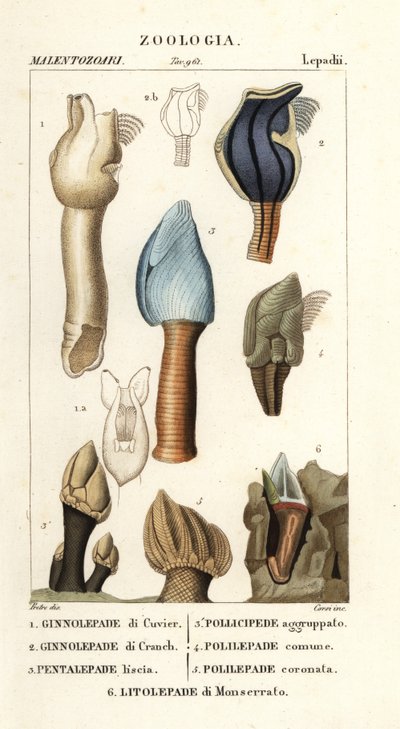 Barnacles husí od Corsi Corsi