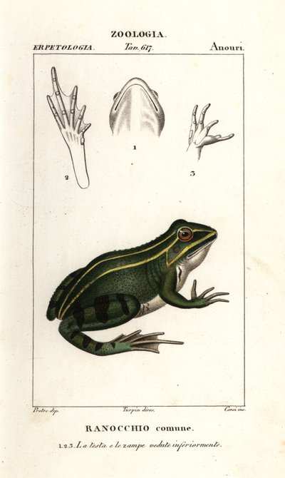 Zelená žába, Pelophylax kl esculentus od Corsi Corsi