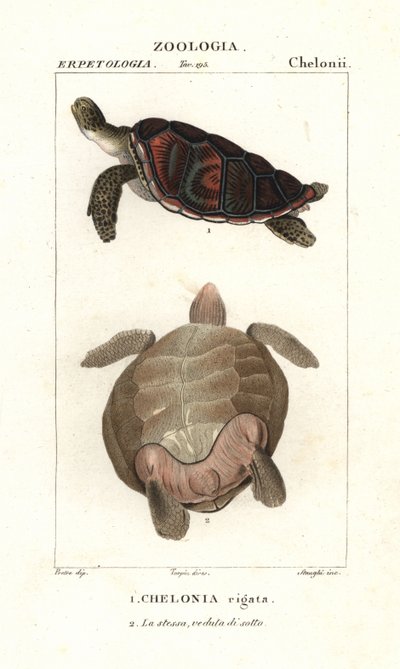 Zelená mořská želva, Chelonia mydas ohrožená od Corsi Corsi