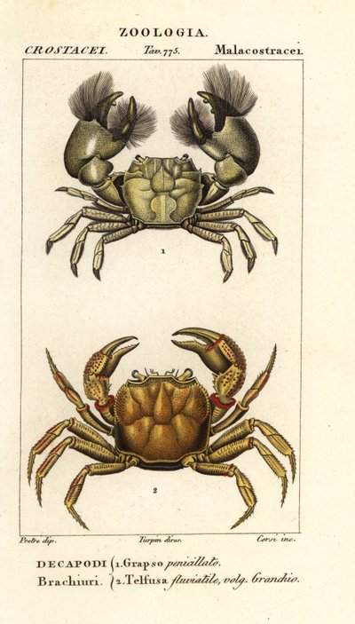 Hemigrapsus penicillatus a Potamon fluviatile od Corsi Corsi