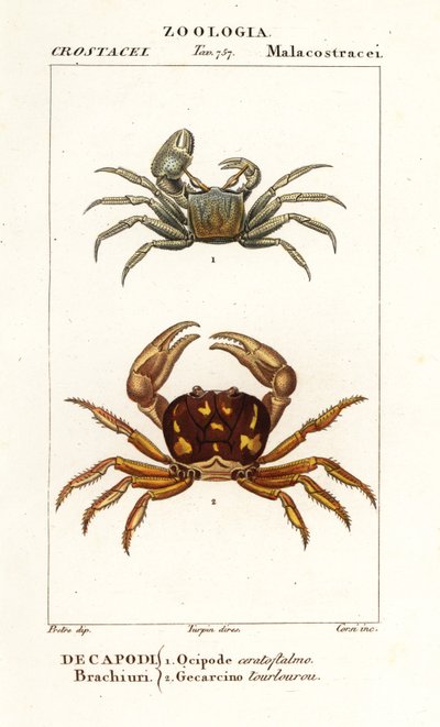 Horned duch krab a zombie krab od Corsi Corsi