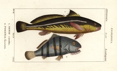 Karut croaker, Johnius carutta, Ionio carutta 1 a černý buben, Pogonias cromis, Pogonias fasciatus, Pogonia fasciato 2 od Corsi Corsi