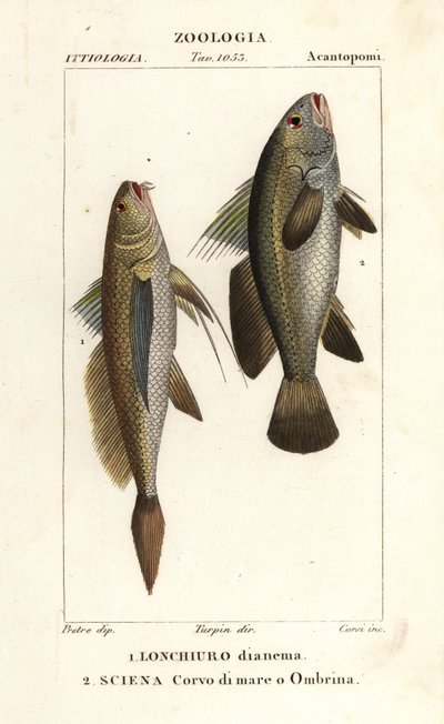 chřástal dlouhoocasý, Lonchurus lanceolatus 1 a řídký, chřástal, kamenný okoun, stínka, Argyrosomus regius 2 od Corsi Corsi