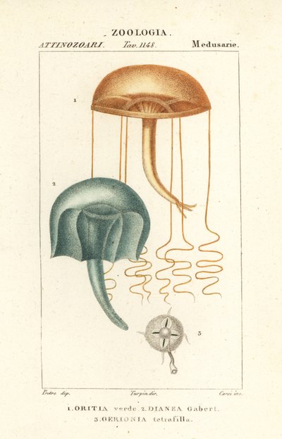 Medúza pouhým okem, Orythia viridis, Oritia verde 1 a hydrozoáni, Geryonia proboscidalis, Dianea gabert 2 a Liriope tetraphylla, Gerionia tetrafilla 3 od Corsi Corsi