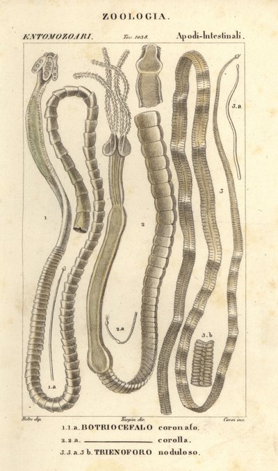 Parazitičtí červi a tasemnice, Bothriocephalus coronatus 1, Bothriocephalus corolla 2, a tasemnice štiková, Triaenophorus nodulosus 3 od Corsi Corsi