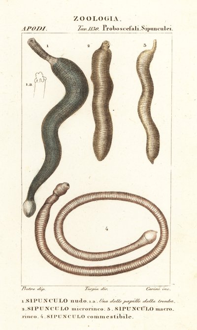 Arašídové červy, Sipunculus nudus 1, Sihonosoma cumanense 4 atd. od Corsi Corsi