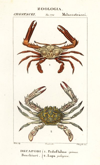 Periskopový krab a květinový krab od Corsi Corsi