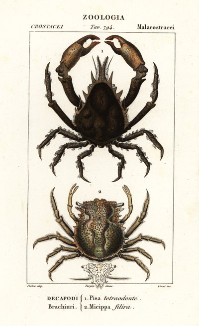 Pisa tetraodon a Micippa philyra od Corsi Corsi