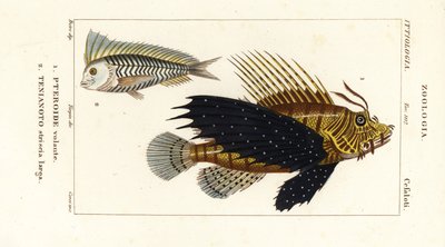 Perutýn červený, Pterois volitans, Pteroide volante 1 a modrý blanquillo, Taenianotus latovittatus, Tenianoto striata larga 2 od Corsi Corsi