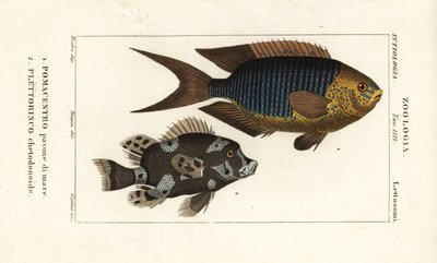 Sapphire damsel, Pomacentrus pavo, pavone di mare 1 a harlekýn sweetlips, Plectorhinchus chaetodonoides, Plettorinco chetodonoides 2 od Corsi Corsi