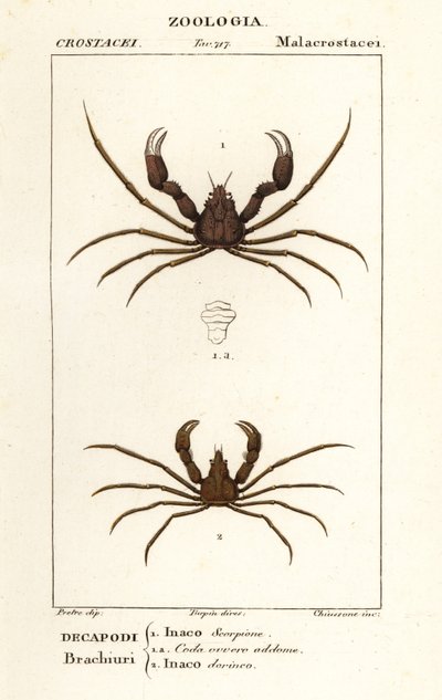 Scorpion spider crab a Leach