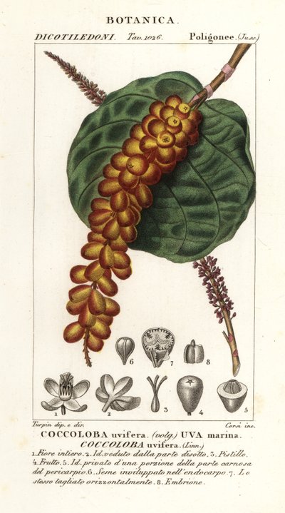 Mořský hrozn nebo bobkový hrozn, Coccoloba uvifera, Mořské hrozny od Corsi Corsi