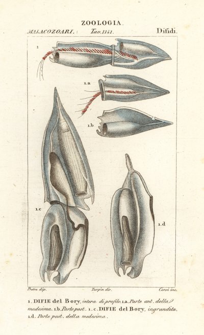 Sifonofory, Diphyes dispar, Diphyes boryi, Difie del Bory od Corsi Corsi