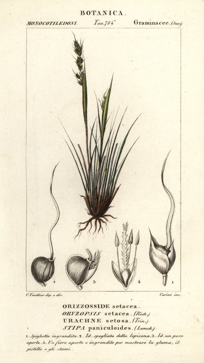 kopinatec, Piptochaetium panicoides od Corsi Corsi