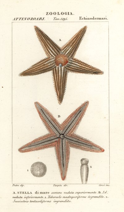 Hvězdice nebo mořská hvězda, Asterias rubens od Corsi Corsi