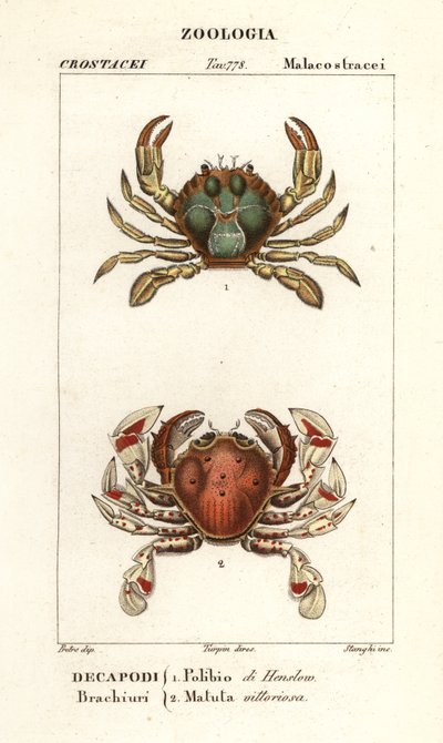 Plavecký krab a měsíční krab od Corsi Corsi