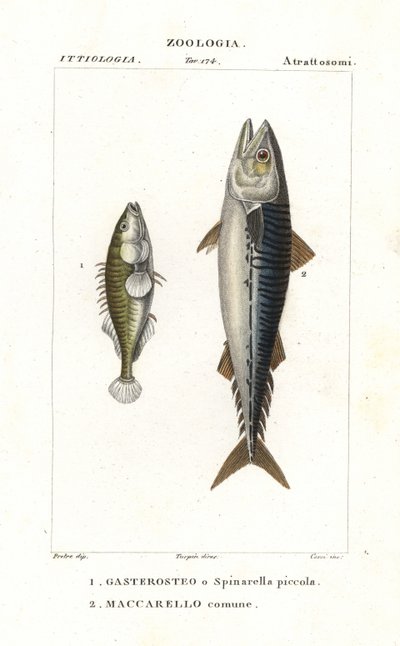 Třícípý lipkavec a makrela atlantická od Corsi Corsi
