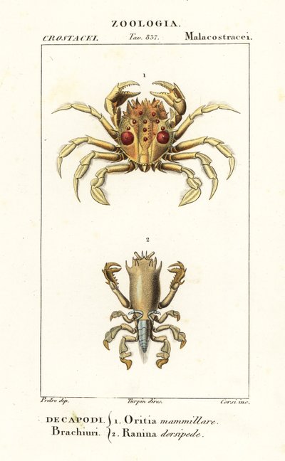 Krab tygr a krab žába od Corsi Corsi