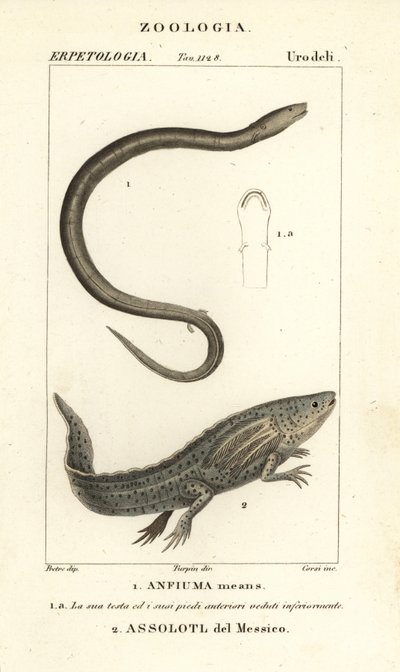 Amphiuma dvouprstá, Amphiuma znamená, Anfiuma znamená 1, a kriticky ohrožený axolotl neboli mexická kráčející ryba, Ambystoma mexicanum, Assolotl del Messico 2 od Corsi Corsi