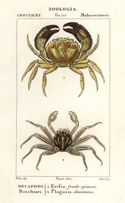 Krab bradavičnatý a krab plochý od Corsi Corsi
