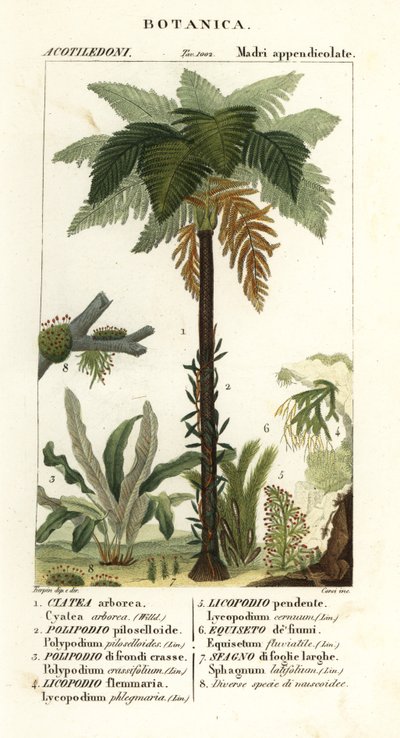 kapradina západoindická, Cyathea arborea, kapradina révová, Microgramma piloselloides 2, kapradina půvabná, Niphidium crassifolium 3, kapradina střapec obecná, Huperzia phlegmaria 4, kyjovník obecný, Lycopodiella cernua 5, přeslička vodní od Corsi Corsi