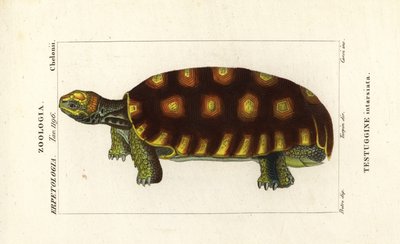 želva žlutonohá nebo želva velká brazilská, Chelonoidis denticulatus Testudo tabulata Testuginne intarsiata od Corsi Corsi