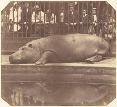Hroch v zoologické zahradě, Regentův park od Count de Montizon