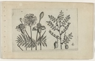 Tagetes a cizrna Cognoscite lilia (název série) od Crispijn van de Passe (I) (attributed to)