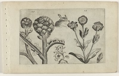 Artisjok en prikneus Know the Lilies (název série) od Crispijn van de Passe (I) (attributed to)