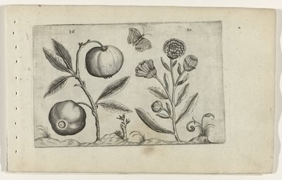 Assyrische appel en goudsbloem Know the Lilies (název série) od Crispijn van de Passe (I) (attributed to)