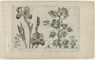 Bardiris a coralmeidoorn Cognoscite Lily (název série) od Crispijn van de Passe (I) (attributed to)
