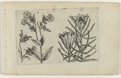 Den kukačka květ a žitná lilie Cognoscite lilia (název série) od Crispijn van de Passe (I) (attributed to)