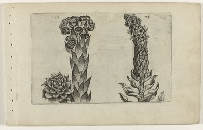 Thunderblade a divizna Cognoscite lilia (název série) od Crispijn van de Passe (I) (attributed to)