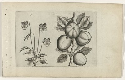 Tricolor fialová a jablko Cognoscite lilia (název série) od Crispijn van de Passe (I) (attributed to)