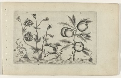 Dubbele akelei en appel Know the Lilies (název série) od Crispijn van de Passe (I) (attributed to)