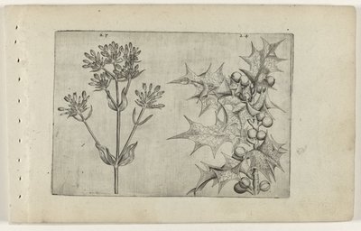 Centaury(?) a Holly Cognoscite lilia (název série) od Crispijn van de Passe (I) (attributed to)
