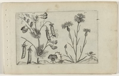 Erwt en kořenbloem Know the Lilies (název série) od Crispijn van de Passe (I) (attributed to)